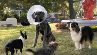 كلب صاحبه يطرده من البيت فـ يعيش بالشوارع فيتعرف ع كلاب اخرى ويقرر ان ينتقم من صاحبه STRAYS 