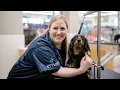 Inside the Salon Dog Grooming Careers at Petco