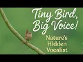 Download Lagu Burung Mungil Bersuara Menggemakan Hutan | Kicauan Burung Wren Eurasia yang Menakjubkan #burung 
