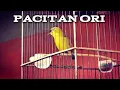 Pleci Pacitan Ori Nembak Wit.wit.wit. Panjang Pleci Juara 🏆🏆🏆