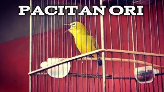 pleci pacitan ori nembak wit wit wit panjang pleci juara 