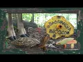 The Two-Colored Bolete Baorangia bicolor Epic Mushroom Timelapse
