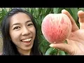 My 1st Amazing White Peach