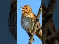 Download Lagu Suara Burung - Suara Alam yang Menenangkan untuk Belajar, Relaksasi Kicau Burung, Kicauan Burung