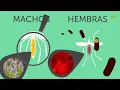 Qué le sucede a tu cuerpo cuando un mosquito te pica