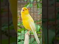Download Lagu bird sound #bird #canary #animal #canarysinging #birds #birdsounds #birdsinging #animals #canarysong