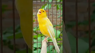 Bird Sound Bird Canary Animal Canarysinging Birds Birdsounds Birdsinging Animals Canarysong 