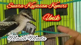 suara burung kapasan kemiri