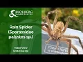 Rain Spider rescued near Table View 20180419