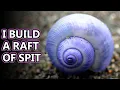 Purple Sea Snail facts the bubble raft snail Animal Fact Files