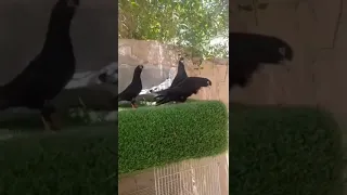 حمام قلابي لوت قطايف 