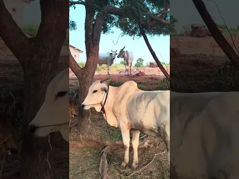#folksong #song #folkmusic #folk #entertainment #automobile #penchulapadubulls #farming #bullfarm
