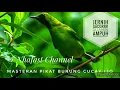 Download Lagu MASTERAN PIKAT BURUNG CUCAK IJO || JERNIH GACORRR DIJAMIN AMPUH
