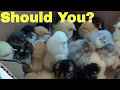 Mail Order Baby Chickens from Murray McMurray Hatchery