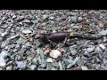 Wildlife of Skagit County