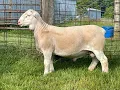 5516 Ram Lamb Online at Tays Realty Auction LLC