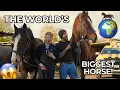 SHOEING THE BIGGEST HORSE IN THE WORLD!