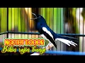Download Lagu KACER NGEPLAY CARI LAWAN, PANCINGAN KACER MALAS BUNYI AGAR CEPAT GACOR