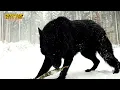 Download Lagu TOP 10 LOBOS MÁS GRANDES E IMPONENTES DEL MUNDO