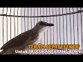 Download Lagu Trucuk BETINA memanggil Jantan Suara Birahi Ngecuplik 100% pancingan trucukan gacor agar BUNYI EMOSI