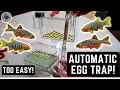 HOW TO MAKE A DIY AUTOMATIC EGG TRAP FOR NANO FISH LIKE CELESTIAL PEARL DANIOS