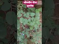 Download Lagu punarnava #shorts #youtubeshorts