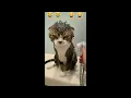 Download Lagu Funny animals FUNNNNNY 1