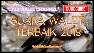 suara walet terbaik 2019