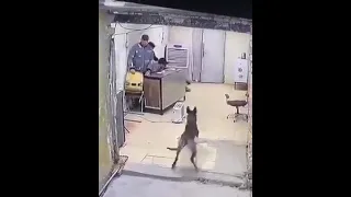 هجوم كلب ع محل دندنها