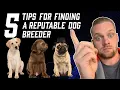 Finding A Responsible Dog Breeder What To Look For In A Reputable Breeder When Adopting A Puppy