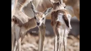 الفنان حمد الطيار ياعنق ريم دندنها