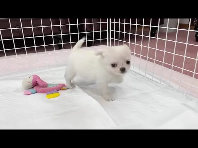 動画