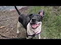 Help clear the shelters Available for adoption at Humane Society of Boulder Valley