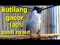 Download Lagu 100% Pasti Nyaut,,!!! SUARA BURUNG KUTILANG JANTAN GACOR ini, cocok buat masteran kutilang