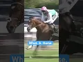 Horse glides past rivals in seconds! #racingtv #horseracing #shorts