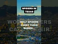 Wolf Spiders in Texas