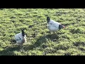 Light Sussex bantam