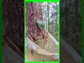 Download Lagu Unlock the Secret Skill of Scraping Resin Bark Pine Trees for MASSIVE Resin Yields #nature #funny