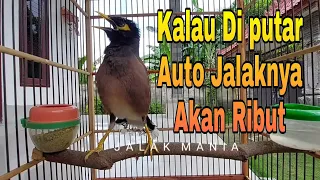 pancingan jalak nias agar gacor dengan suara burung jalak nias gacor nembak langsung bikin ribut