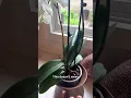 Download Lagu What to do when your #orchid flower stalk starts to die?
