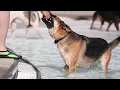 Pooches plunge in the park during the dogs days of summer in West Hartford