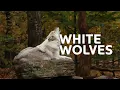 Download Lagu Yellowstone’s White Wolf: A Tale Of Survival And Strength