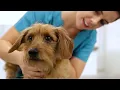 Enhancing pets lives through innovation