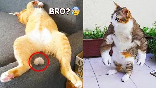 funny catbeast videos funniest cats and dogs videos best funny animal videos 2024 funny