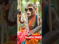 Download Lagu Seema Dasara Chinnodu Song#Camera Pattinde #Folksongs#Shorts#Viral#Treanding#Monkey