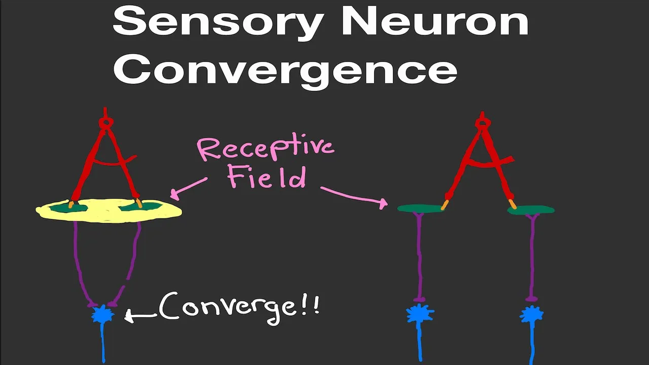 Physiology Sensory Receptor/Neuron Convergence and Receptive Fields (Nervous System Physiology)