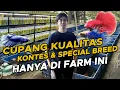 Lagu RAHASIA PERAWATAN CUPANG CANTIK YANG BANYAK ORANG BELUM TAHU