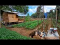 Download Lagu Hidup tenang di rumah pondok hutan,menam sayuran, merawat tanaman,menanam paria,kerja keras CTd-560