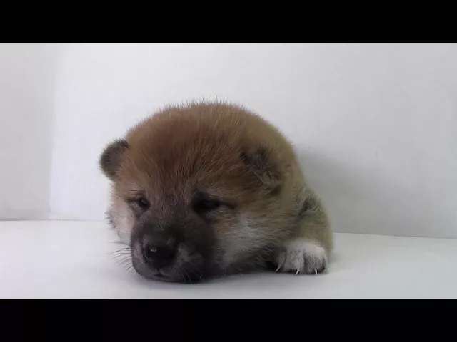動画