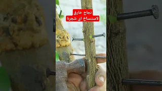 احدث الطرق لاستنساخ اى شجرة 